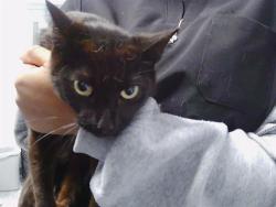 Shelter Stray Female Cat last seen CHARLOTTE, 8315 Byrum Dr, Charlotte, NC 28217, USA