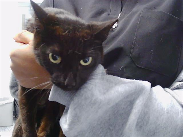Shelter Stray Female Cat last seen CHARLOTTE, 8315 Byrum Dr, Charlotte, NC 28217, USA