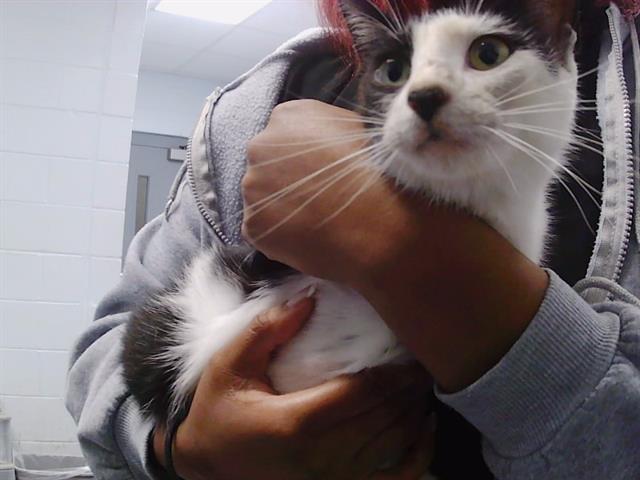 Shelter Stray Female Cat last seen CHARLOTTE, Charlotte, NC 28217