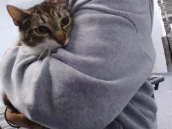 Shelter Stray Female Cat last seen CHARLOTTE, 8315 Byrum Dr, Charlotte, NC 28217, USA