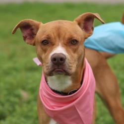 Shelter Stray Female Dog last seen Near BLOCK BLANCO, San Antonio, TX 78227