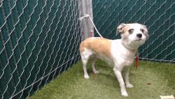 Shelter Stray Female Dog last seen , Downey, CA 90242