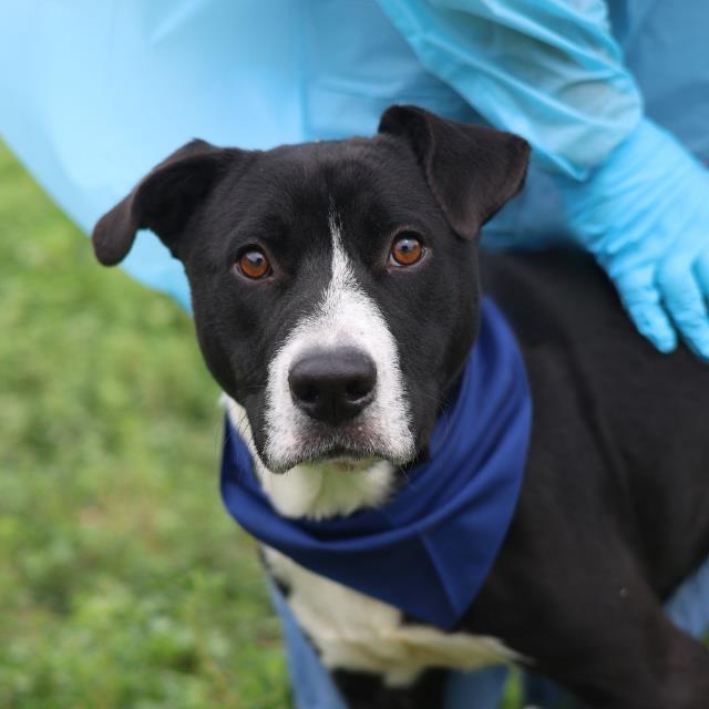 Shelter Stray Male Dog last seen Near BLOCK DULCE MEADOWS, San Antonio, TX 78227