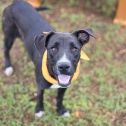 Shelter Stray Female Dog last seen MAYBERRY / TESLA, San Antonio, TX 78227