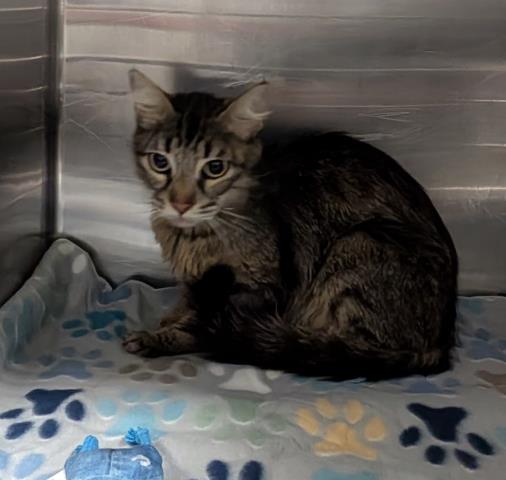 Shelter Stray Female Cat last seen Near BLOCK BEARDSLEY AVE, BAKERSFIELD CA 93308, Bakersfield, CA 93308
