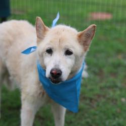 Shelter Stray Female Dog last seen Near BLOCK LARK VALLEY, San Antonio, TX 78227