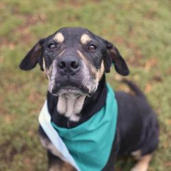 Shelter Stray Male Dog last seen Near BLOCK S SAN DARIO AVE, San Antonio, TX 78227
