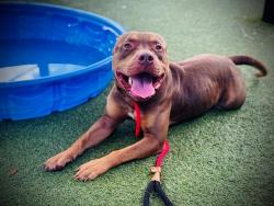 Shelter Stray Male Dog last seen , Orlando, FL 32839