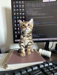 Reunited Female Cat last seen Near eastridge drive lake forest, Lake Forest, CA 92630