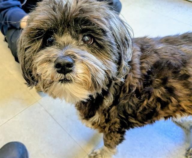 Shelter Stray Female Dog last seen Near BLOCK SE 201ST ST, KENT WA 98031, Kent, WA 98032