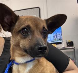 Shelter Stray Male Dog last seen RIO DEL SOL RD/WATT CT, THOUSAND PALMS, Thousand Palms, CA 92276