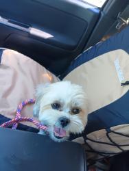 Reunited Female Dog last seen Embudo Hills, Albuquerque, NM 87112