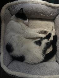 Reunited Male Cat last seen brown lane , Heald Green, England 