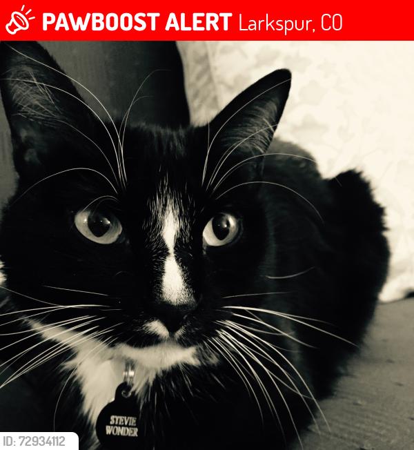 Lost Female Cat last seen Jellystone Camp Resort, Larkspur, Larkspur, CO 80118