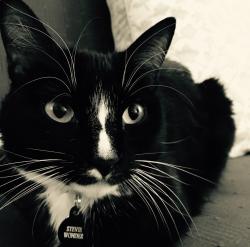 Lost Female Cat last seen Jellystone Camp Resort, Larkspur, Larkspur, CO 80118
