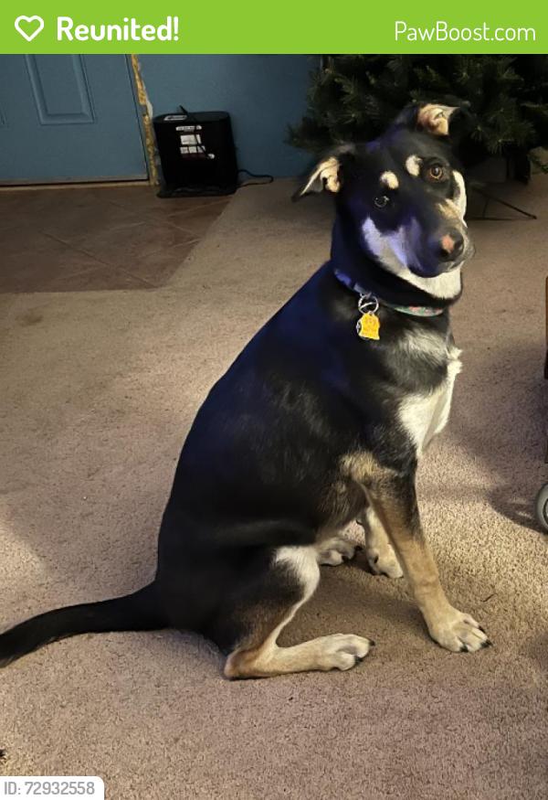Reunited Female Dog last seen Princess Jeanne and San Pedro, Albuquerque, NM 87112