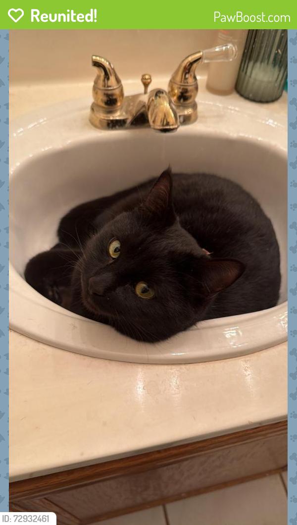 Reunited Male Cat last seen Durango and Twain, Desert Breeze Area, Las Vegas, NV 89147