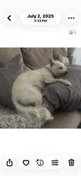 Lost Female Dog last seen Briggs ranch and marina, Folsom, CA 95630