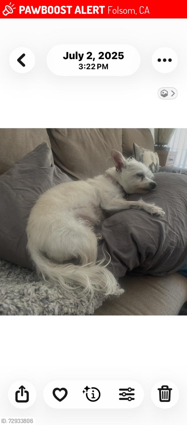 Lost Female Dog last seen Briggs ranch and marina, Folsom, CA 95630