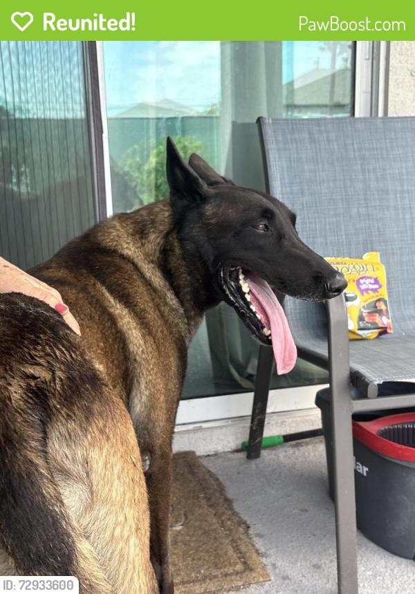 Reunited Male Dog last seen Kismet Pkwy E, Cape Coral, FL 33909