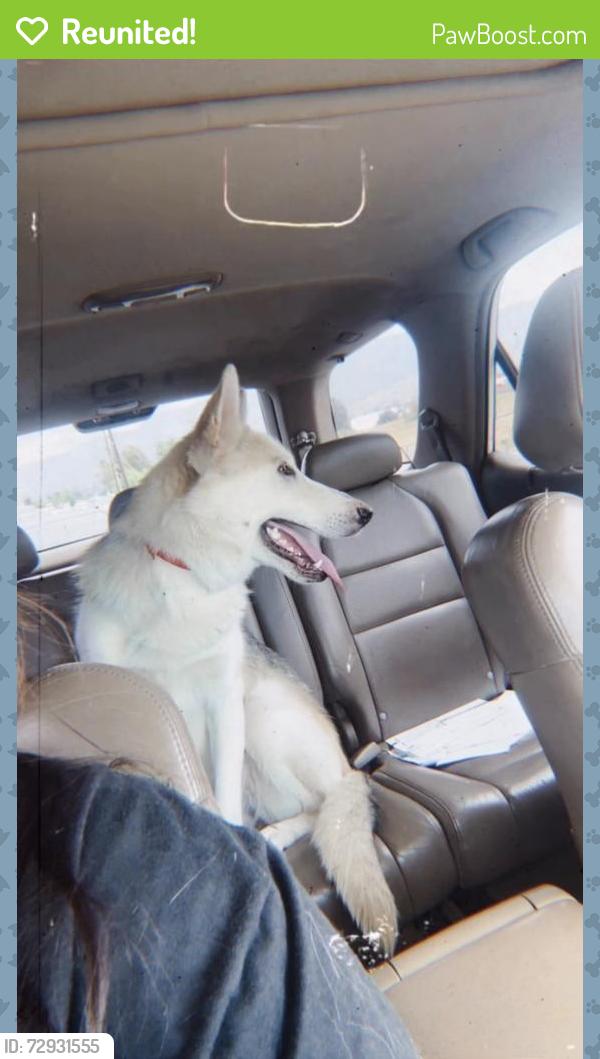 Reunited Female Dog last seen Newport and Murrieta, Menifee, CA 92584