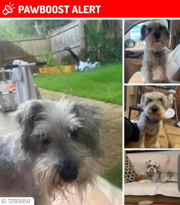 Lost Male Dog last seen Joan ave, Panama City Beach, FL 32408