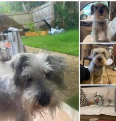 Lost Male Dog last seen Joan ave, Panama City Beach, FL 32408