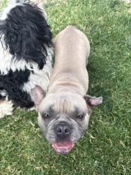 Reunited Female Dog last seen Kingsbridge drive Cary Illinois , Cary, IL 60013