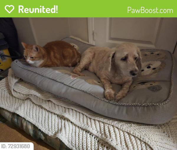 Reunited Female Dog last seen Leconte Dr & Weldon St , Beaumont, CA 92223