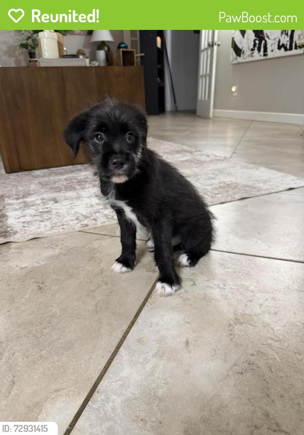 Reunited Male Dog last seen One token dr, Houston, TX 77065