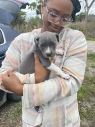 Lost Female Dog last seen New Cut Rd / John Dodd Rd, Spartanburg, SC 29301