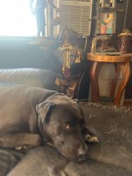 Reunited Male Dog last seen Phoenix Mountain preserve. 15th Way and Peoria., Phoenix, AZ 85020
