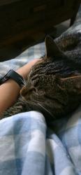 Reunited Female Cat last seen Mallard ln, Placerville, CA 95667