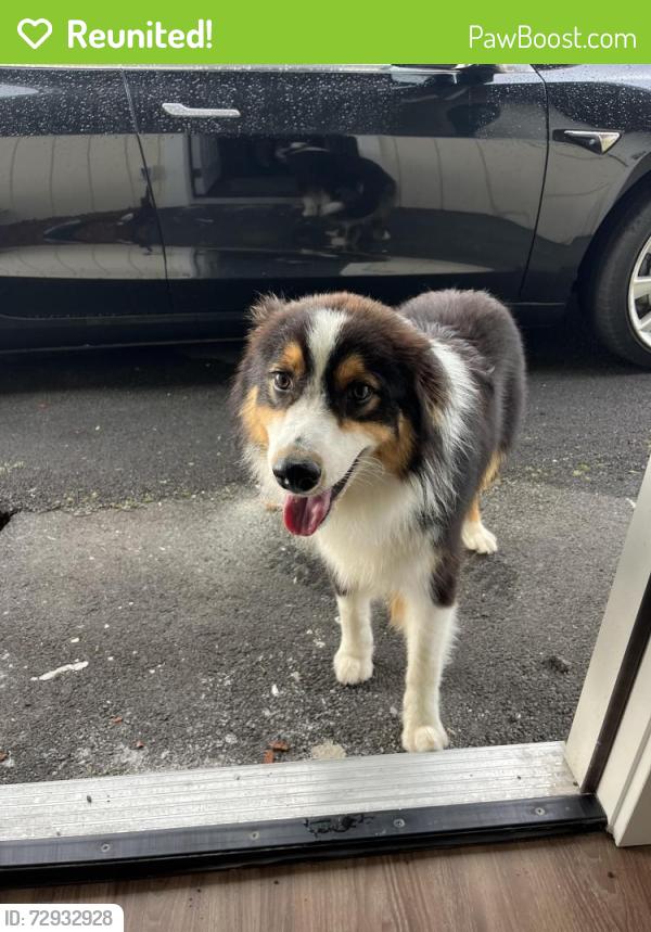 Reunited Male Dog last seen Mohouli and kukuau, Hilo Hawaii , Hilo, HI 96720