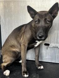 Reunited Female Dog last seen Rosedale Park, San Antonio, TX 78207