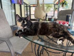 Lost Female Cat last seen SW Citrus Blvd and SW Sonora Ter, INDIANTOWN, Indiantown, FL 34956