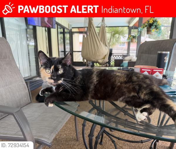 Lost Female Cat last seen SW Citrus Blvd and SW Sonora Ter, INDIANTOWN, Indiantown, FL 34956