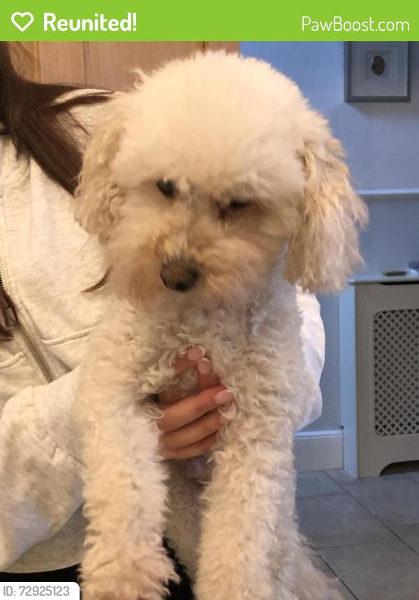 Reunited Male Dog last seen Royal Parade Cheltenham, Gloucestershire, England GL50 3AY