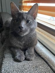 Reunited Male Cat last seen High Lawn Saint Marie’s right behind SD&A, Huntington, WV 25702