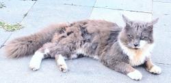 Lost Male Cat last seen ROCKAHOCK CAMPGROUND , Lanexa, VA 23089