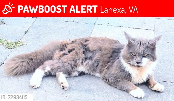 Lost Male Cat last seen ROCKAHOCK CAMPGROUND , Lanexa, VA 23089
