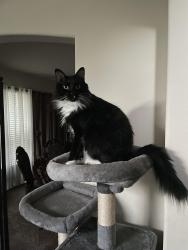 Lost Male Cat last seen Leafy bough court, Atascocita, TX 77346