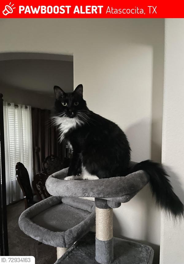 Lost Male Cat last seen Leafy bough court, Atascocita, TX 77346