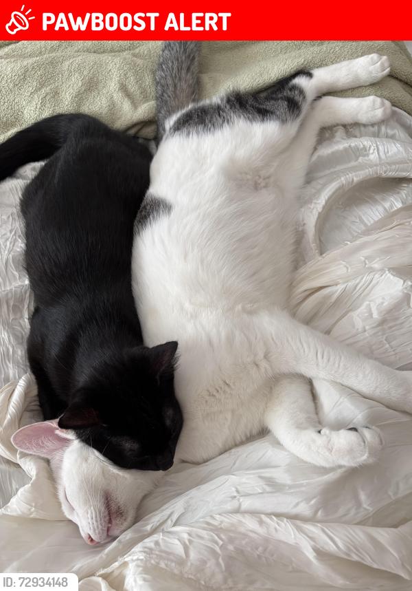 Lost Male Cat last seen Flowers St  Heritage Landing, World Golf Village, FL 32092