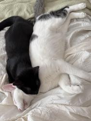Lost Male Cat last seen Flowers St  Heritage Landing, World Golf Village, FL 32092