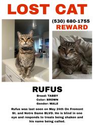 Reunited Male Cat last seen Notre Dame blvd near skyway , Chico, CA 95928