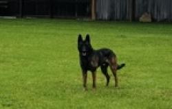 Reunited Male Dog last seen Greenhouse , Houston, TX 77084