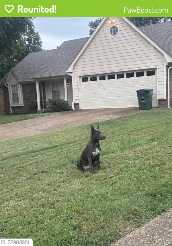 Reunited Male Dog last seen Stockport , Memphis, TN 38141