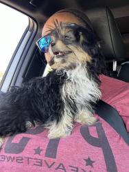 Reunited Female Dog last seen Ivy Jean and Ivy jade or Leno way, Schertz, TX 78154