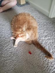Reunited Male Cat last seen Spaight Acres Way, Tryon neighborhood, Wake Forest, NC 27587